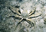 Afbeeldingsresultaten voor "hyas Araneus". Grootte: 154 x 106. Bron: www.marlin.ac.uk