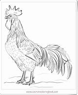 Chicken Coloring Wings Flapping Printable Pages sketch template