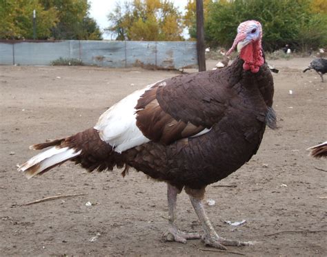 thanksgiving turkeys   fatter  fatter