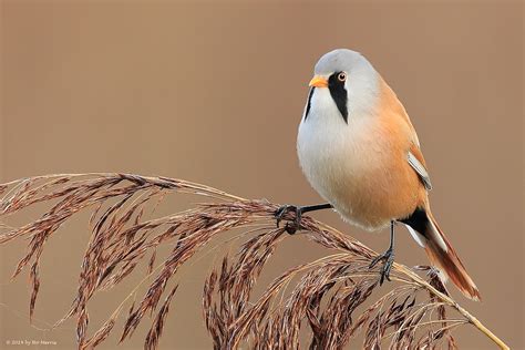 reedling bearded juzaphoto