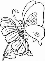 Butterfly Butterflies Schmetterling Coloringhome Pencil Ausmalbild sketch template