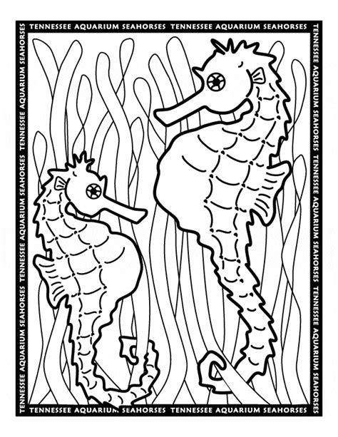 seahorse coloring  animal coloring pages sheets seahorse