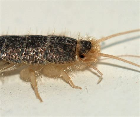 galway  irelands  highest level  silverfish infestations galway daily