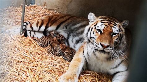 drie siberische tijgertjes geboren  beekse bergen dierenverzorgers zijn dolgelukkig omroep