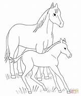 Fohlen Ausmalbilder Pferd Pferde Ausmalbild Veulen Foal Ausdrucken Paard Malvorlagen Ausmalen Malvorlage Foals Mytie Stute Eule Schmetterling Steigendes Paarden Tierbabys sketch template