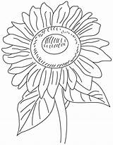 Helianthus Flower Coloring sketch template