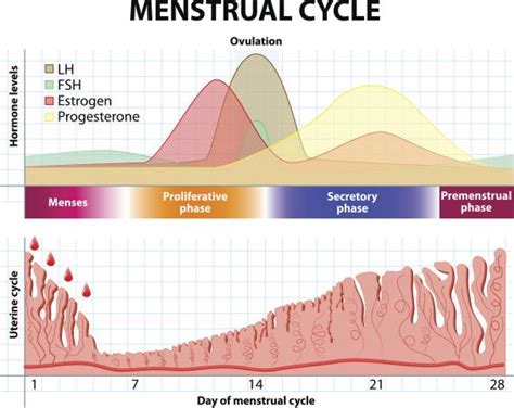 how long after your period can you get pregnant lovetoknow