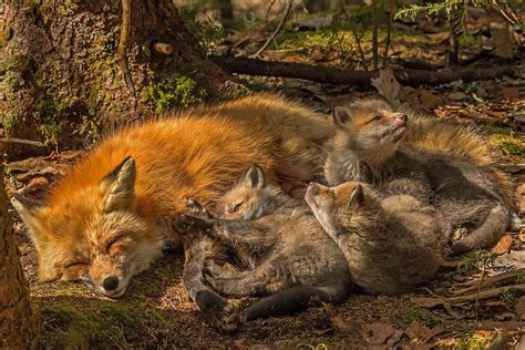 mother fox and her kits photograph by steve dunsford