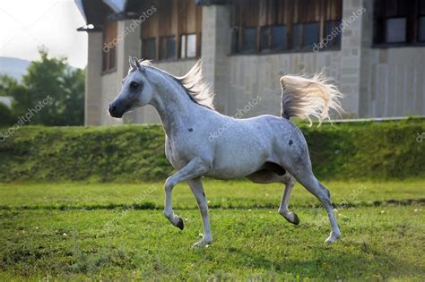 gray arabian horse running trot  pasture stock photo  dozornaya