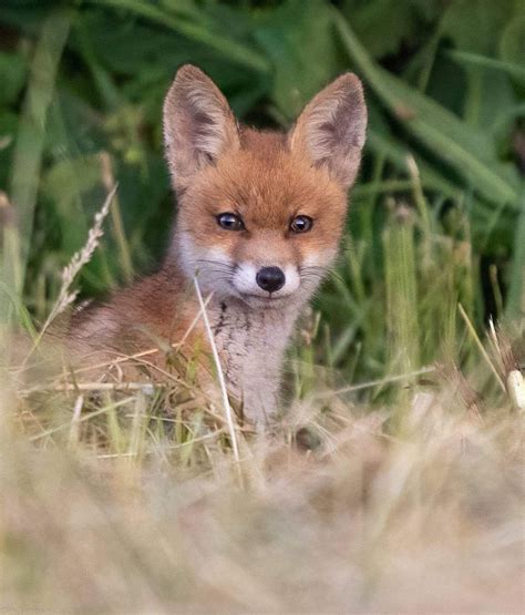 vroege vogels foto zoogdieren een jong vosje vroeg  de ochtend