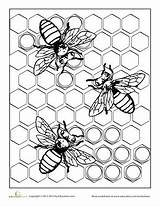 Bee Coloring Pages Honeycomb Bees Color Adult Education Worksheets Colouring Insect Grade Worksheet Sheets Book Printable Printables Adults Getcolorings Animals sketch template