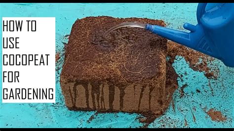 How To Make Coco Peat Potting Mix How To Make Homemade