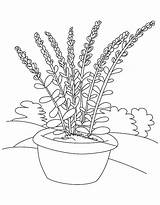 Lavender Coloring Flower Pot Pages Drawing Colouring Printable Flowers Getdrawings Getcolorings Color Sheets Choose Board Bestcoloringpages sketch template
