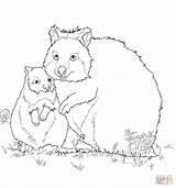 Quokka Coloring Baby Mom Pages Color 64kb 1200 Super sketch template