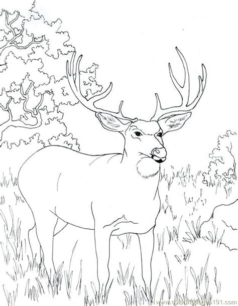 buck hunting coloring pages coloring pages