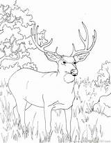 Coloring Hunting Deer Pages Realistic Reindeer Printable Getdrawings Getcolorings Color Kids Colouring Colorings sketch template