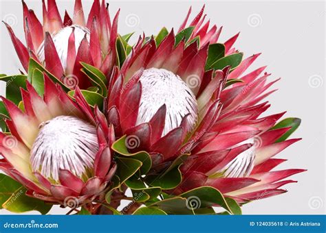 protea flower royalty  stock photo cartoondealercom