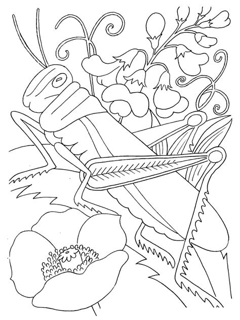 coloring pages  presents coloring bug insect printable flowers