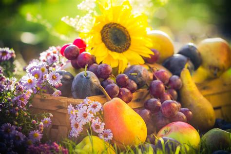 fruit harvest  autumn stock photo