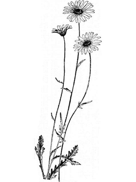 daisy flower coloring pages