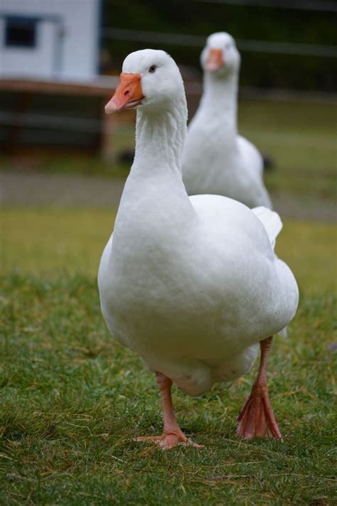 embden geese barnyard animals cute animals animals  pets pretty birds beautiful birds