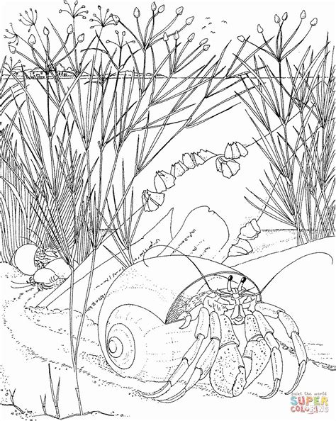 nocturnal animal colouring pages total update