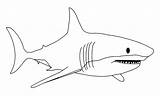 Haai Kleurplaat Animals Shark Kleurplaten Gratis Haaien Printen Pages Coloring Print Color sketch template