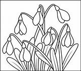 Snowdrop Coloring Flowers Pages Printables Colouring Kids Coloritbynumbers Printable Book Print Related Access Get sketch template