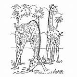 Animals Jungle Wild Coloring Paysage Coloriage Pages Savane Printable Animaux Kb sketch template