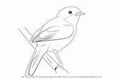 Tufted Titmouse Svg Designlooter Step Whitethroat Lesser Tutorials Birds Draw Learn Drawing sketch template