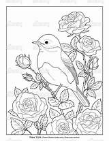 State Ny Bird Coloring Drawing Flower Birds Flowers Choose Board Licensing Easy Drawings sketch template