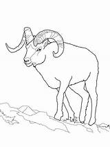 Sheep Dall Coloring Clipart Pages Printable Bighorn Mountain Outline Adult Rocky Animal Crafts Easy Books Supercoloring Choose Board sketch template