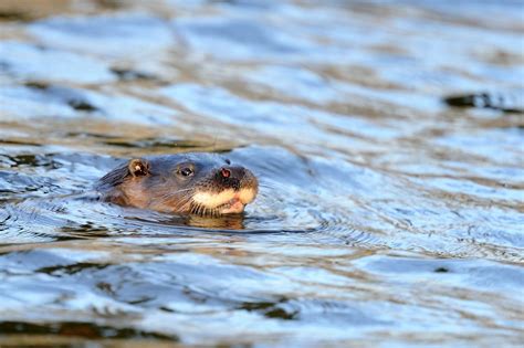 how to become an otter spotting expert scottish wildlife trust