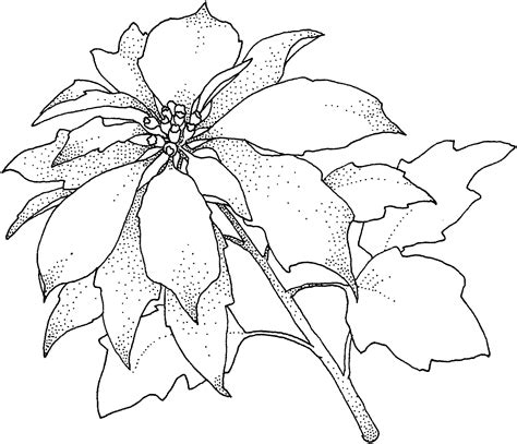 Christmas Flower Line Drawing