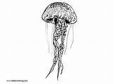Jellyfish Line Coloring Pages Drawing Printable Kids Paintingvalley sketch template