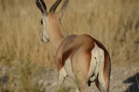 fauna springbok