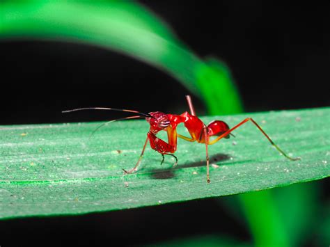 The Asian Ant Mantis Mimics An Ant In It S Juvenile Stages Before