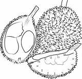 Buahan Buah Mewarnai Putih Durian Diwarnai Sketsa Duku Berwarna Jeruk Semangka Ilustrasi Kolase Beberapa sketch template
