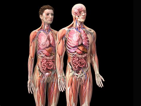 anatomy  female human body    female muscle diagram