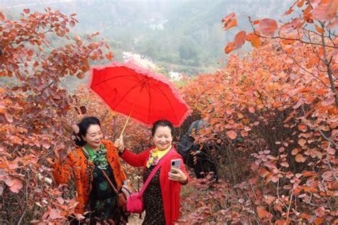 Scenery Of Red Leaves In Yuzhou Dahe Cn The First Brand Of Local News