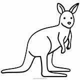 Colorir Canguro Canguru Wallaby Kangaroo Ultracoloringpages sketch template