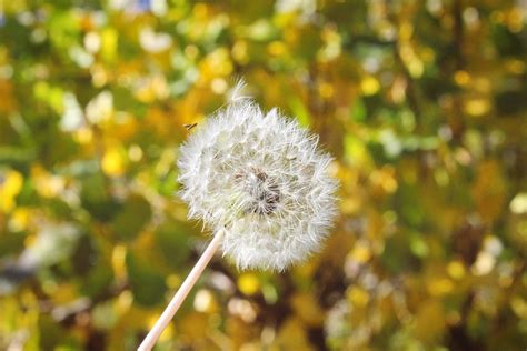 dandelion seed head plant  photo  pixabay