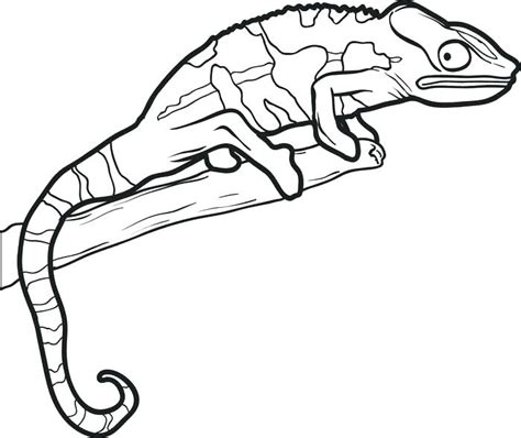 easy drawings  reptiles coloring pages