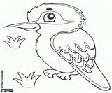 Kookaburra Malvorlagen Colorear Australie Australische Australiano Australien Salvajes Kleurplaat Australischen Pájaro Vogel Uccello sketch template
