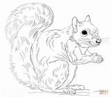 Coloring Squirrel Gray Pages Eastern Drawing Squirrels Print Printable Preschool Cartoon Draw Tree Supercoloring Drawings Color Sheet Tutorials Getdrawings Visit sketch template