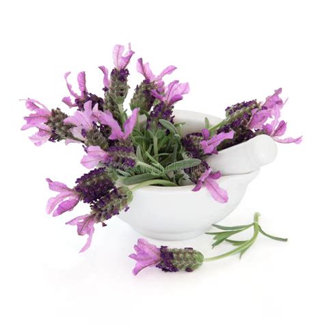 lavender herb stock photo image  lavander apothecary