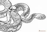 Snake Coloring Pages Realistic Viper Colouring Printable Rattlesnake Snakes Adult Downloadable Color Template Getcolorings Sheets Getdrawings Ninjago sketch template