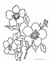 Coloring Printable Pages Sheets Color Printing Flower Print Kids Help sketch template