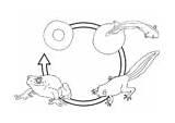Malvorlage Rana Kaulquappe Ciclo Frogs Colorare sketch template