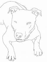 Coloring Pitbull Pages Draw Realistic Mastiff Drawing Step Adults Silhouette Color American Getcolorings Getdrawings Printable Template sketch template